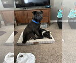 Small Australian Shepherd Mix