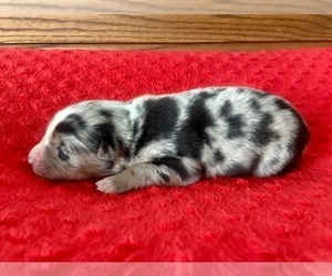 Australian Shepherd Puppy for sale in LODA, IL, USA