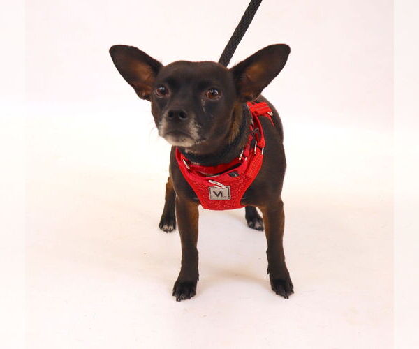 Medium Photo #3 Chipin Puppy For Sale in Princeton, MN, USA