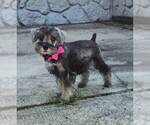 Small #2 Schnauzer (Miniature)