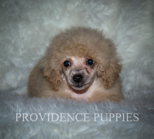 Medium Photo #21 Poodle (Miniature) Puppy For Sale in COPPOCK, IA, USA