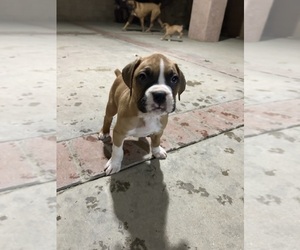 Boxer Puppy for sale in RIALTO, CA, USA