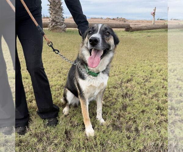 Medium Photo #3 Mutt Puppy For Sale in Oceanside, CA, USA