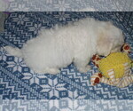 Small Photo #2 Zuchon Puppy For Sale in ORO VALLEY, AZ, USA