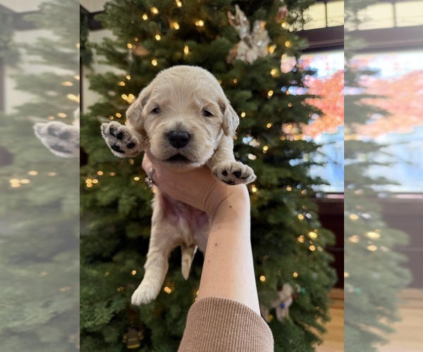 Medium Photo #1 Goldendoodle Puppy For Sale in ALAMEDA, CA, USA