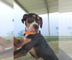 Small #2 American Pit Bull Terrier-Pointer Mix