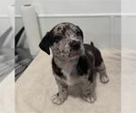 Small Mutt