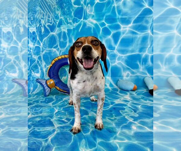 Medium Photo #2 Beagle-Unknown Mix Puppy For Sale in Sanderson, FL, USA
