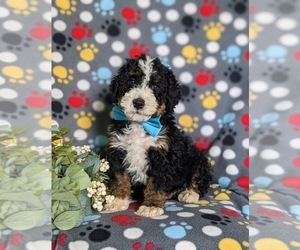 Miniature Bernedoodle Puppy for sale in OXFORD, PA, USA