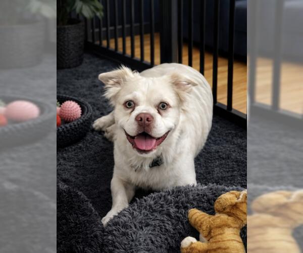 Medium Photo #3 American Bulldog-French Bulldog Mix Puppy For Sale in Oakley, CA, USA