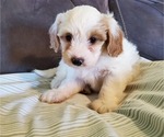 Small #9 Bernedoodle (Miniature)
