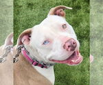 Small #28 American Staffordshire Terrier Mix
