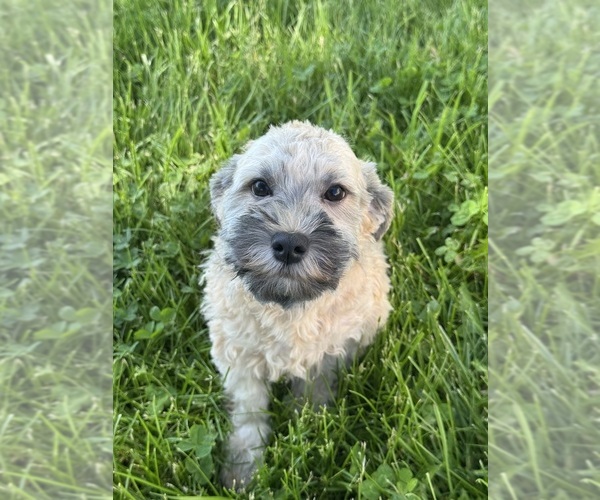 Medium Photo #1 Havanese Puppy For Sale in CANOGA, NY, USA