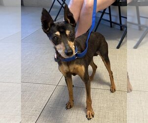 Miniature Pinscher Dogs for adoption in Rancho Cucamonga, CA, USA