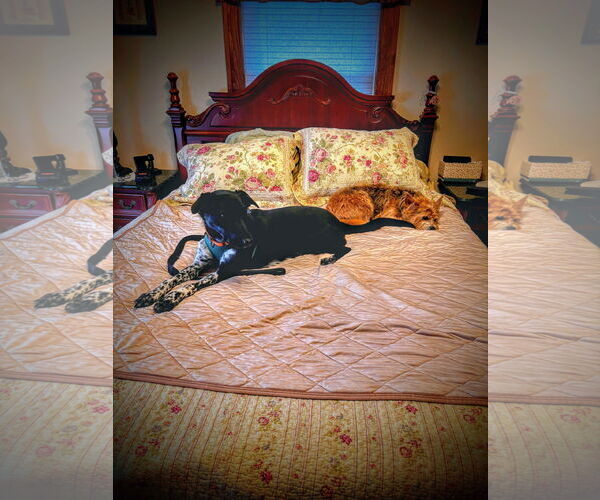 Medium Photo #2 Collie-Labrador Retriever Mix Puppy For Sale in Rockaway, NJ, USA