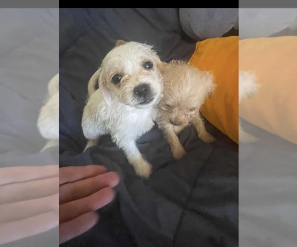 Medium Photo #1 Maltipoo (Miniature)-Mauzer Mix Puppy For Sale in VENETA, OR, USA
