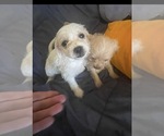 Small Maltipoo (Miniature)-Mauzer Mix