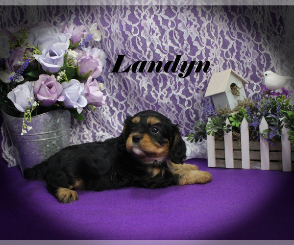 Medium Photo #14 Cavalier King Charles Spaniel Puppy For Sale in CHANUTE, KS, USA