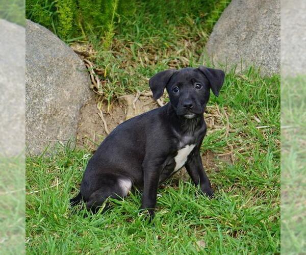 Medium Photo #2 Unknown-Whippet Mix Puppy For Sale in San Diego, CA, USA