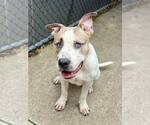 Small #5 American Pit Bull Terrier Mix