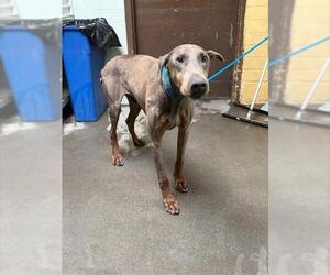 Doberman Pinscher Dogs for adoption in Stockton, CA, USA