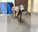 Small Doberman Pinscher