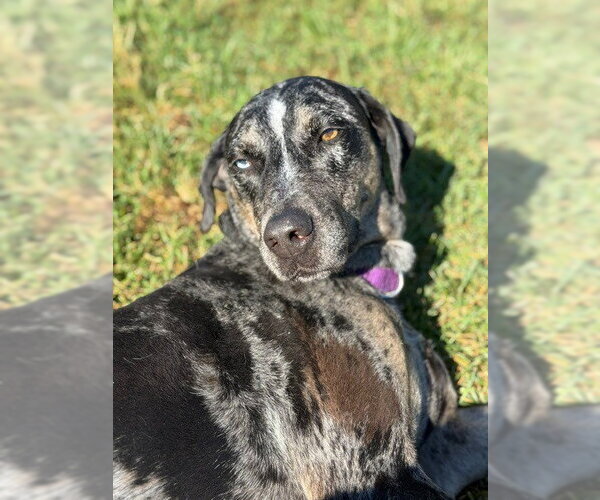 Medium Photo #5 Catahoula Leopard Dog Puppy For Sale in South Bend, IN, USA