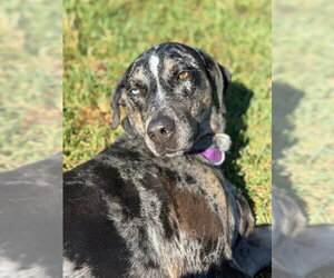 Bjork - Female Catahoula Leopard Dog Dog for Adoption - Photo #5