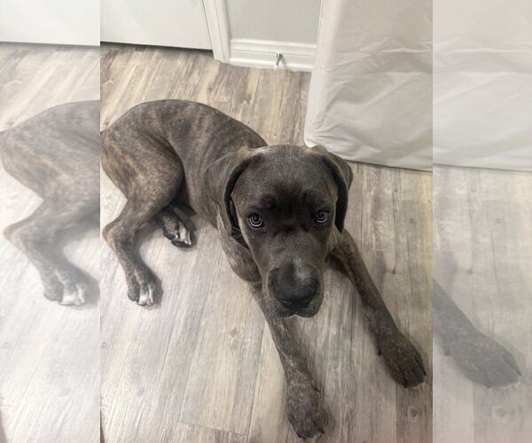 Medium Photo #2 Mutt Puppy For Sale in Goodyear, AZ, USA