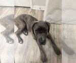 Small #1 Mutt