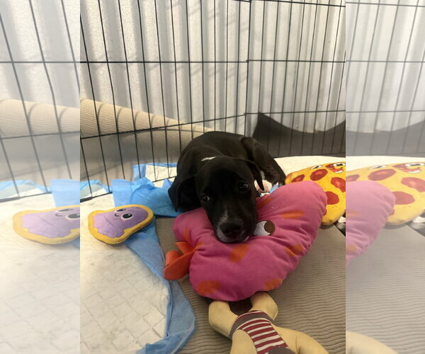 Medium Photo #3 Mutt Puppy For Sale in Fort Collins, CO, USA