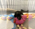 Small #2 Mutt