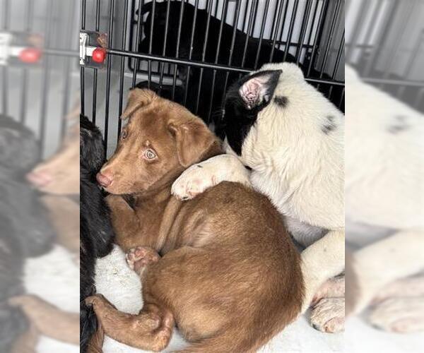 Medium Photo #1 Mutt Puppy For Sale in Houston, TX, USA