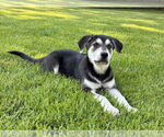 Small #8 German Shepherd Dog