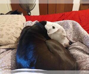 American Staffordshire Terrier-Unknown Mix Dogs for adoption in San Antonio, TX, USA
