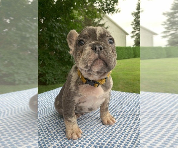 Medium Photo #14 French Bulldog Puppy For Sale in BREMEN, IN, USA