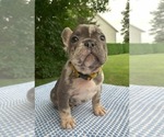 Small Photo #14 French Bulldog Puppy For Sale in BREMEN, IN, USA