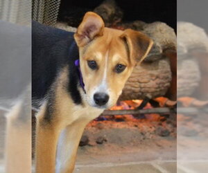 Mutt Dogs for adoption in Germanton, TN, USA