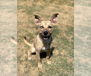 Huskies -Labrador Retriever Mix Dogs for adoption in Claremore, OK, USA