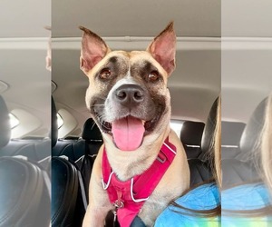Mutt Dogs for adoption in Greensboro, NC, USA