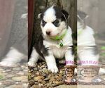 Small Photo #5 Siberian Husky Puppy For Sale in SHERWOOD, OR, USA