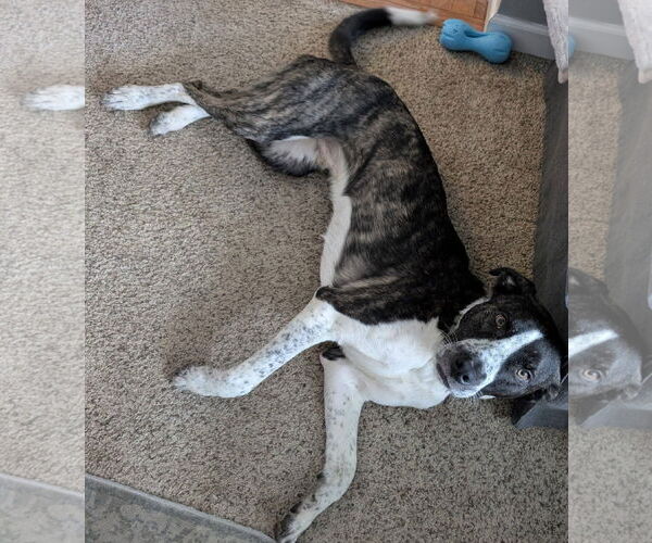 Medium Photo #17 American Pit Bull Terrier-Saint Bernard Mix Puppy For Sale in Germantown, OH, USA