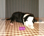 Small Photo #4 Border Collie Puppy For Sale in NEW YORK MILLS, MN, USA