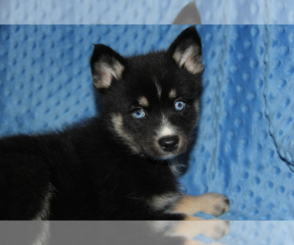 Medium Photo #3 Pomsky Puppy For Sale in DENTON, TX, USA