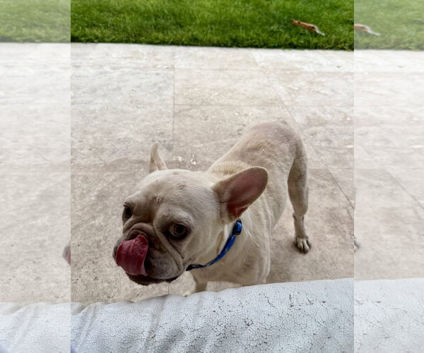 Medium Photo #10 French Bulldog Puppy For Sale in Boca Raton, FL, USA