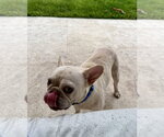 Small #9 French Bulldog