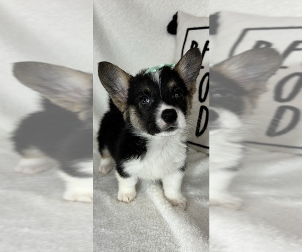 Medium Photo #3 Pembroke Welsh Corgi Puppy For Sale in GREENFIELD, IN, USA