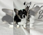 Small #2 Pembroke Welsh Corgi