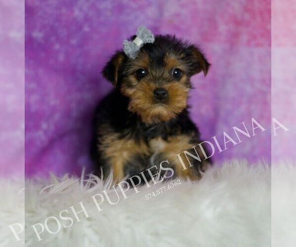 Medium Photo #4 Yorkshire Terrier Puppy For Sale in WARSAW, IN, USA