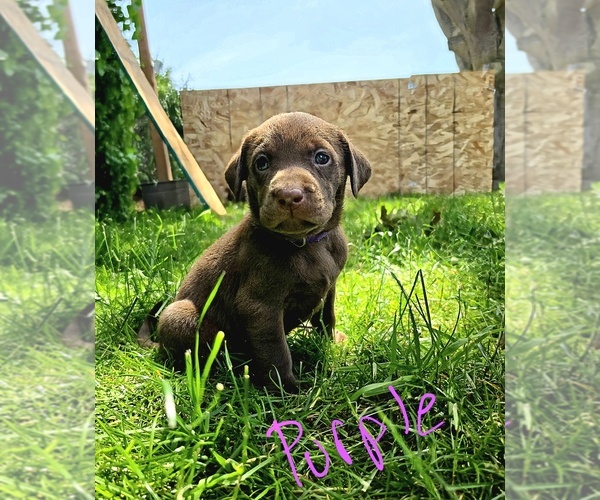 Medium Photo #6 Labrador Retriever Puppy For Sale in MOUNT VERNON, WA, USA